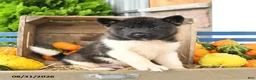 Akita dogs for sale: Nike - Ad 4