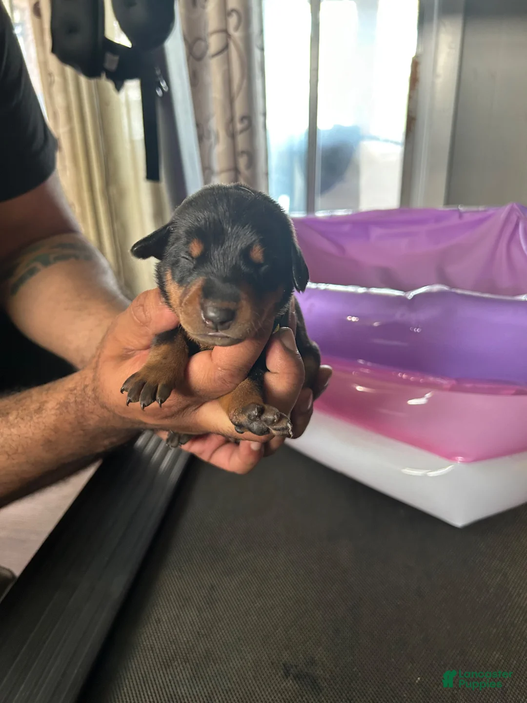 Doberman Pinscher dogs for sale: Yellow Collar  - Ad 1