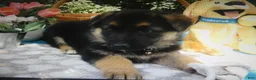 German Shepherd dogs for sale: German Shepherd 4 Roxy - Ad 3