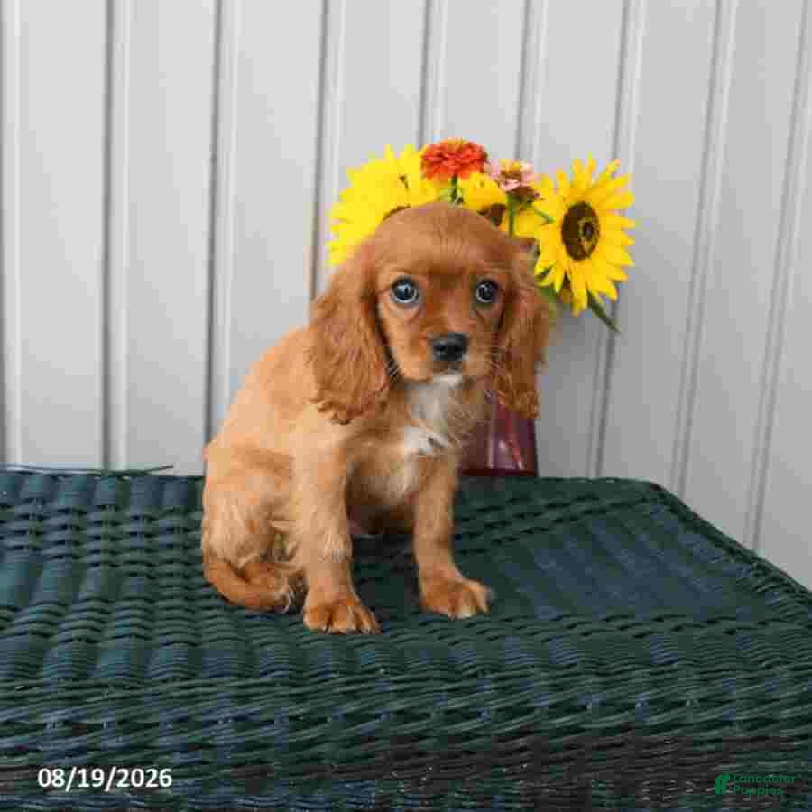 Cavalier King Charles Spaniel dogs Kaiser - Ad 2