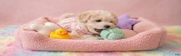 Maltipoo dogs for sale: CHANEL - Ad 4