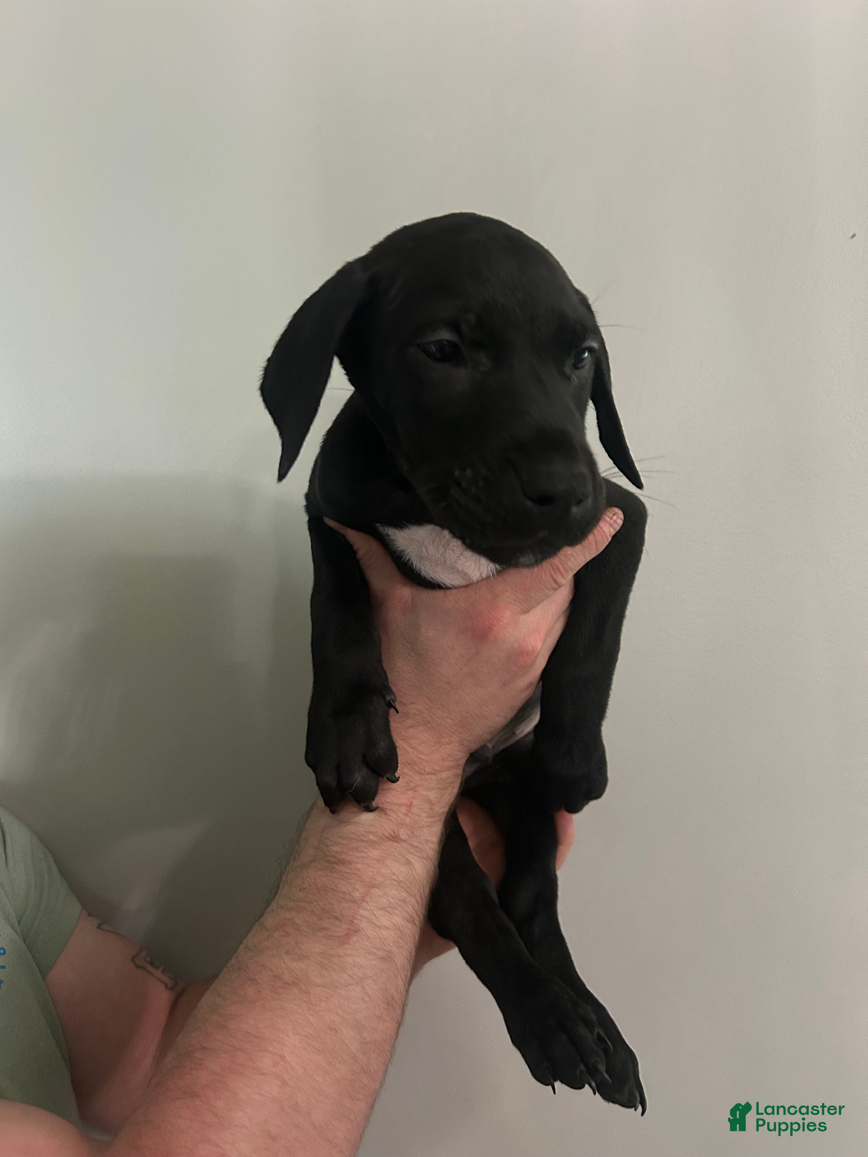 Mixed Breed dogs Puppy 6  - Ad 17