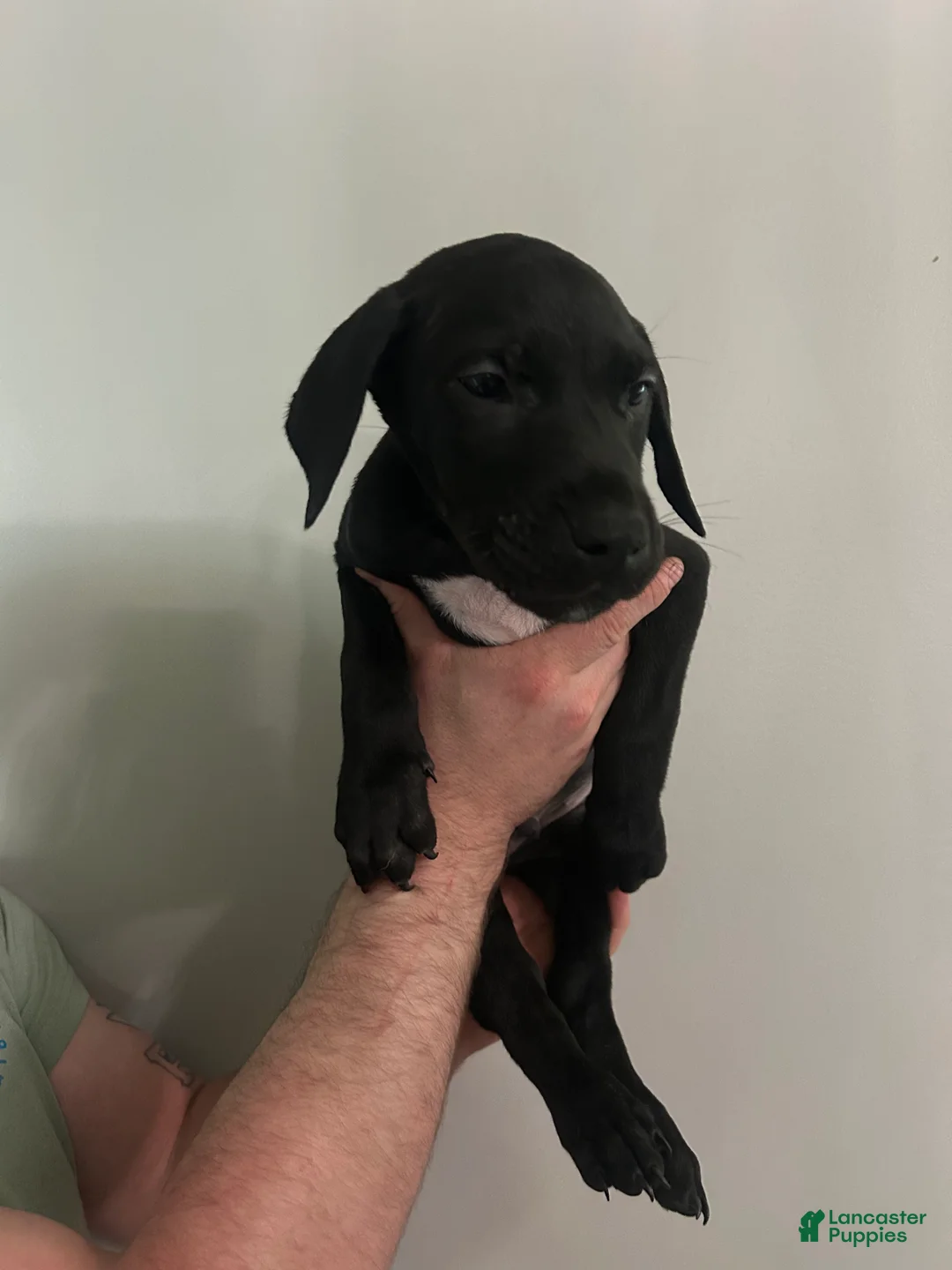 Mixed Breed dogs for sale: Puppy 6  - Ad 1