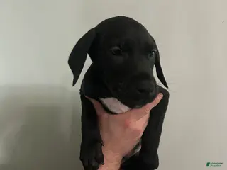 Mixed Breed dogs Puppy 6 - Ad 17
