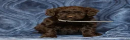 Mini Goldendoodle dogs for sale: Krista  - Ad 2