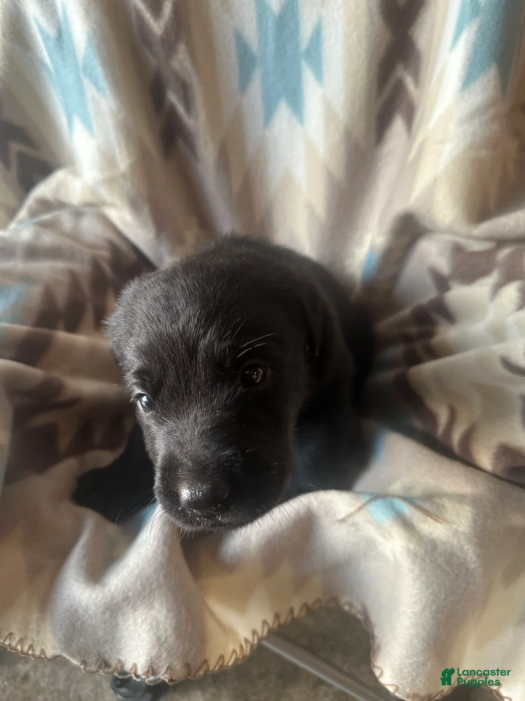 Labrador Retriever dogs for sale: Colt  - Ad 2