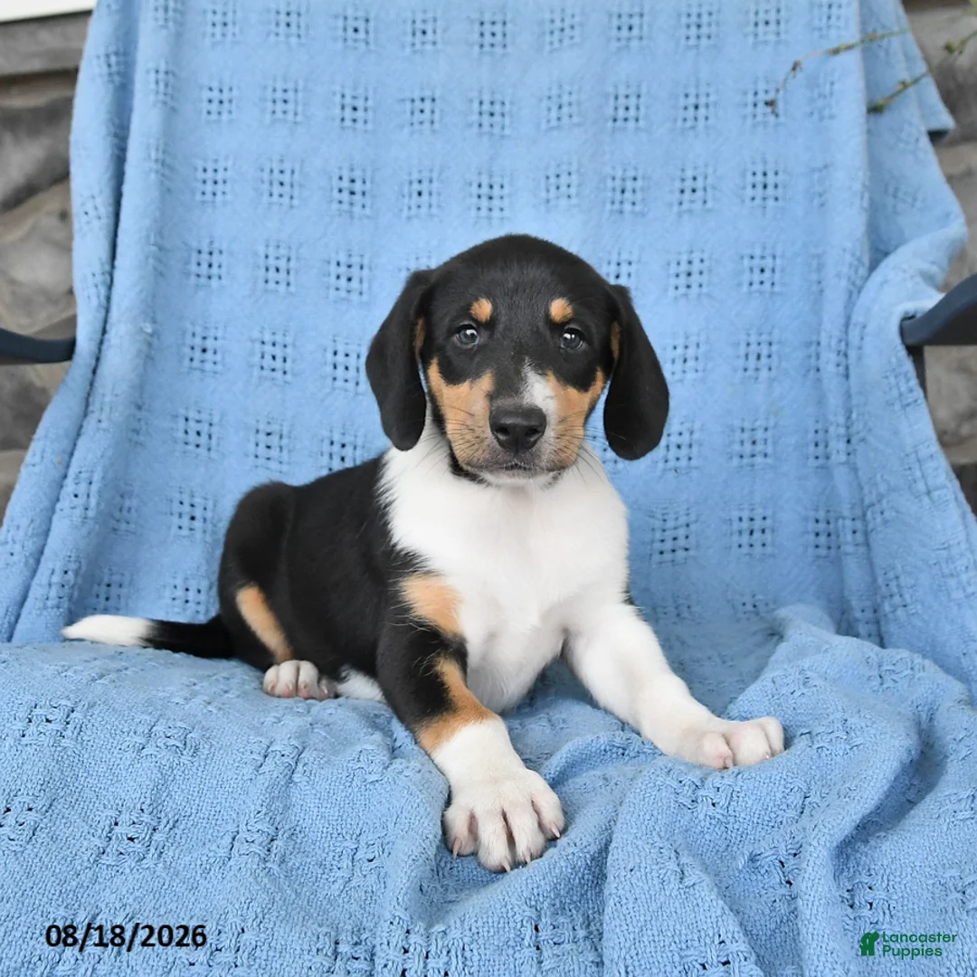 Mixed Breed dogs for sale: Peanut  - Ad 3