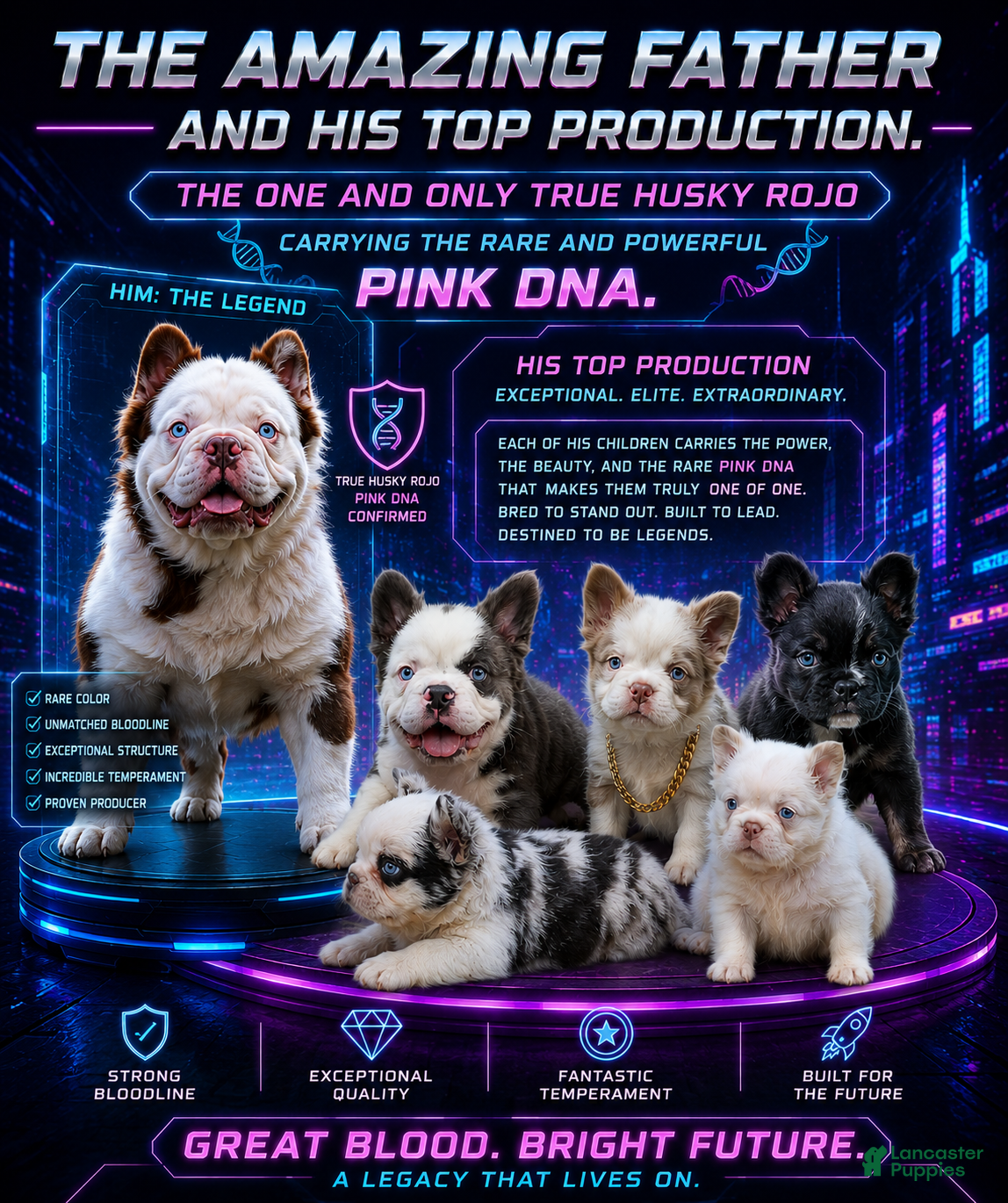 French Bulldog dogs for stud: Mr. Omg - Ad 1