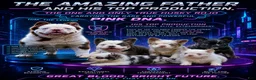 French Bulldog dogs for stud: Mr. Omg - Ad 1