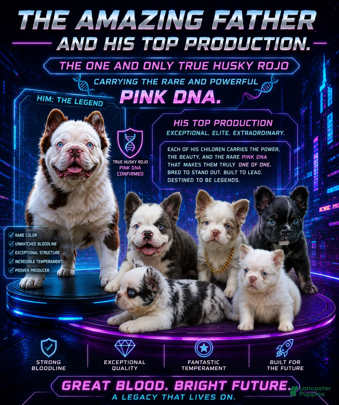 French Bulldog dogs for stud: Mr. Omg - Ad 1