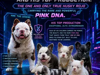 French Bulldog dogs for stud: Mr. Omg - Ad 1