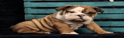 English Bulldog dogs for sale: Kenny - Ad 9