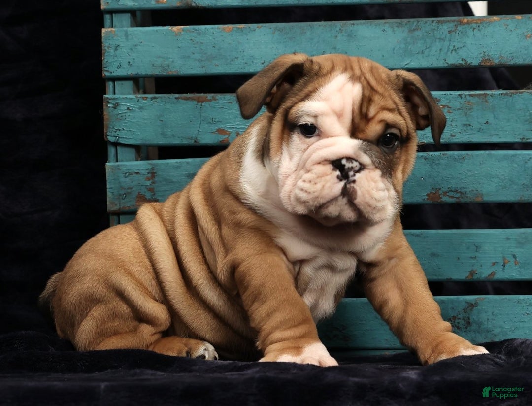 English Bulldog dogs for sale: Kenny - Ad 9