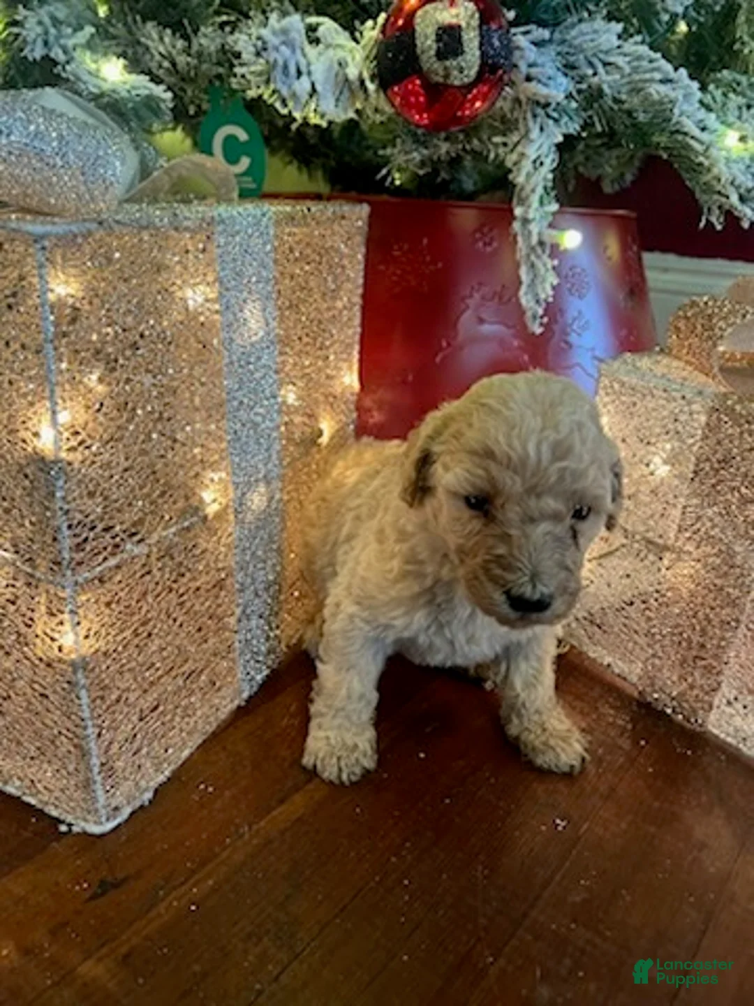 Standard Poodle dogs for sale: Rose - Ad 3