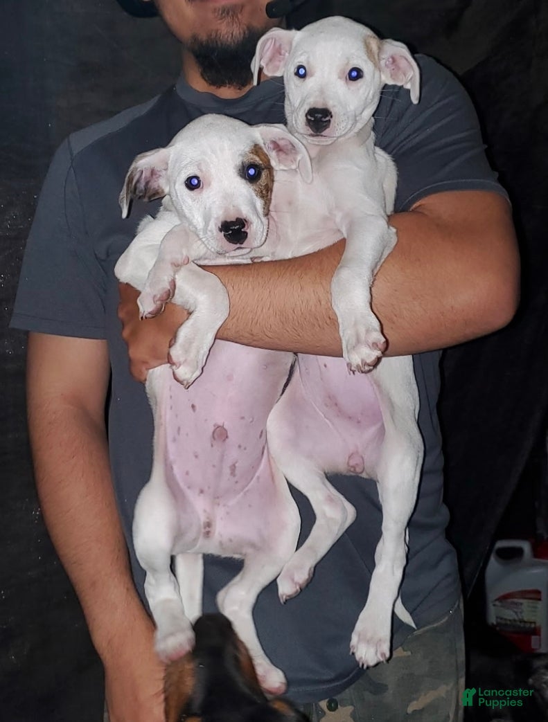 Mixed Breed dogs Mixed Breed Puppy 1 - Ad 2