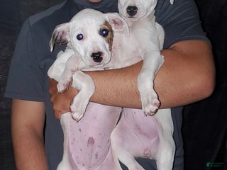 Mixed Breed dogs Mixed Breed Puppy 1 - Ad 2