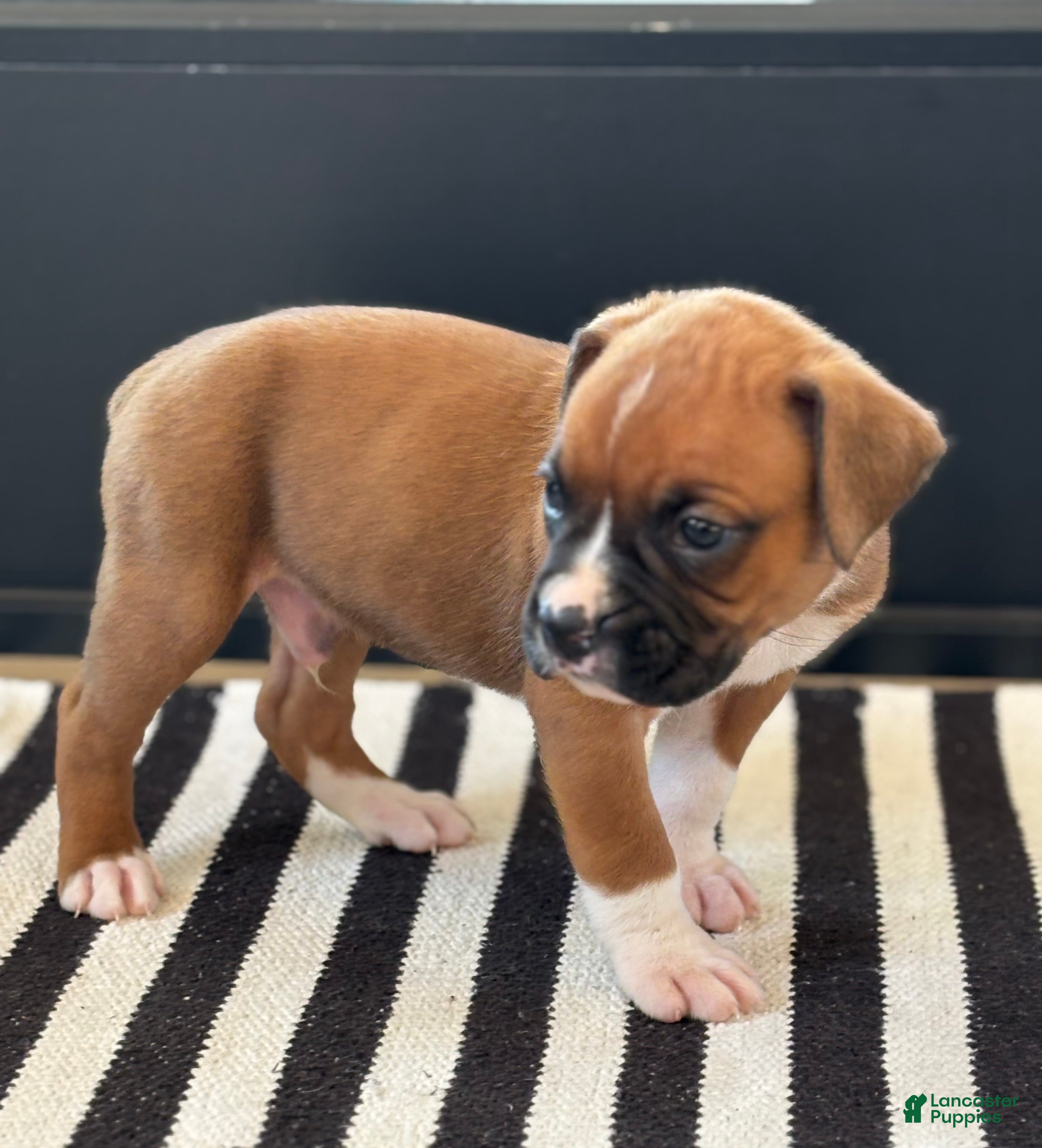 Boxer dogs Peanut - Ad 2