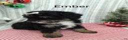 Mini Bernedoodle dogs for sale: Ember - Ad 2