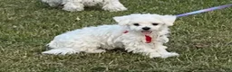 Maltese dogs for sale: Buddy - Ad 3