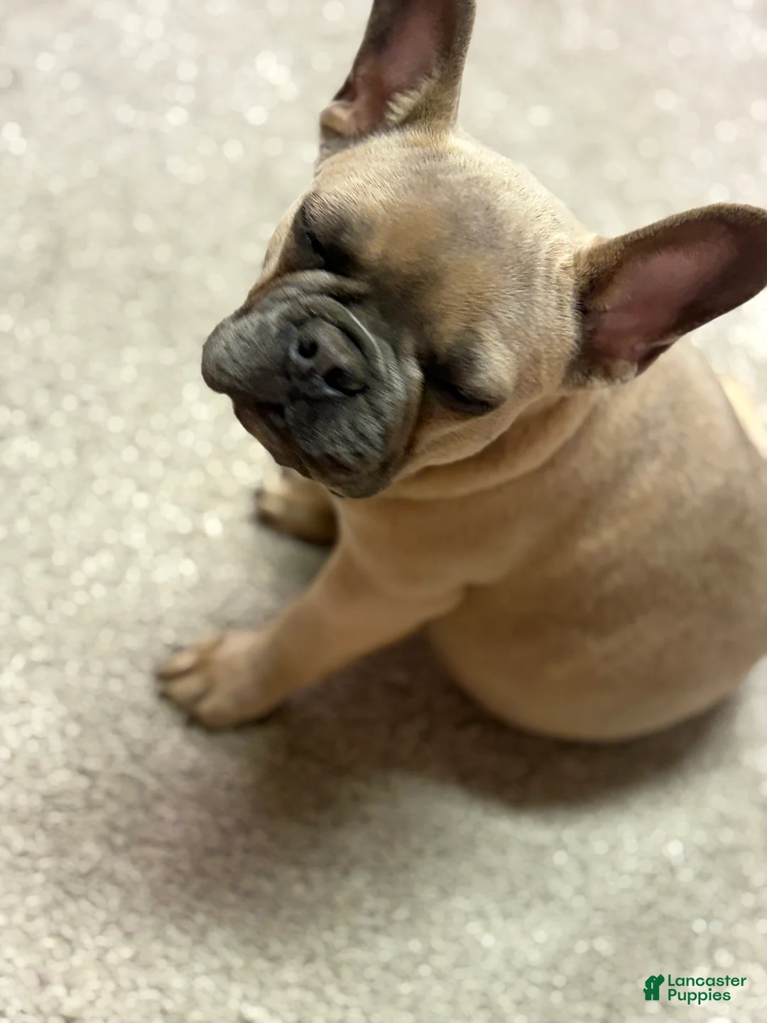 French Bulldog dogs for sale: French Bulldog Puppy 1 - Ad 3