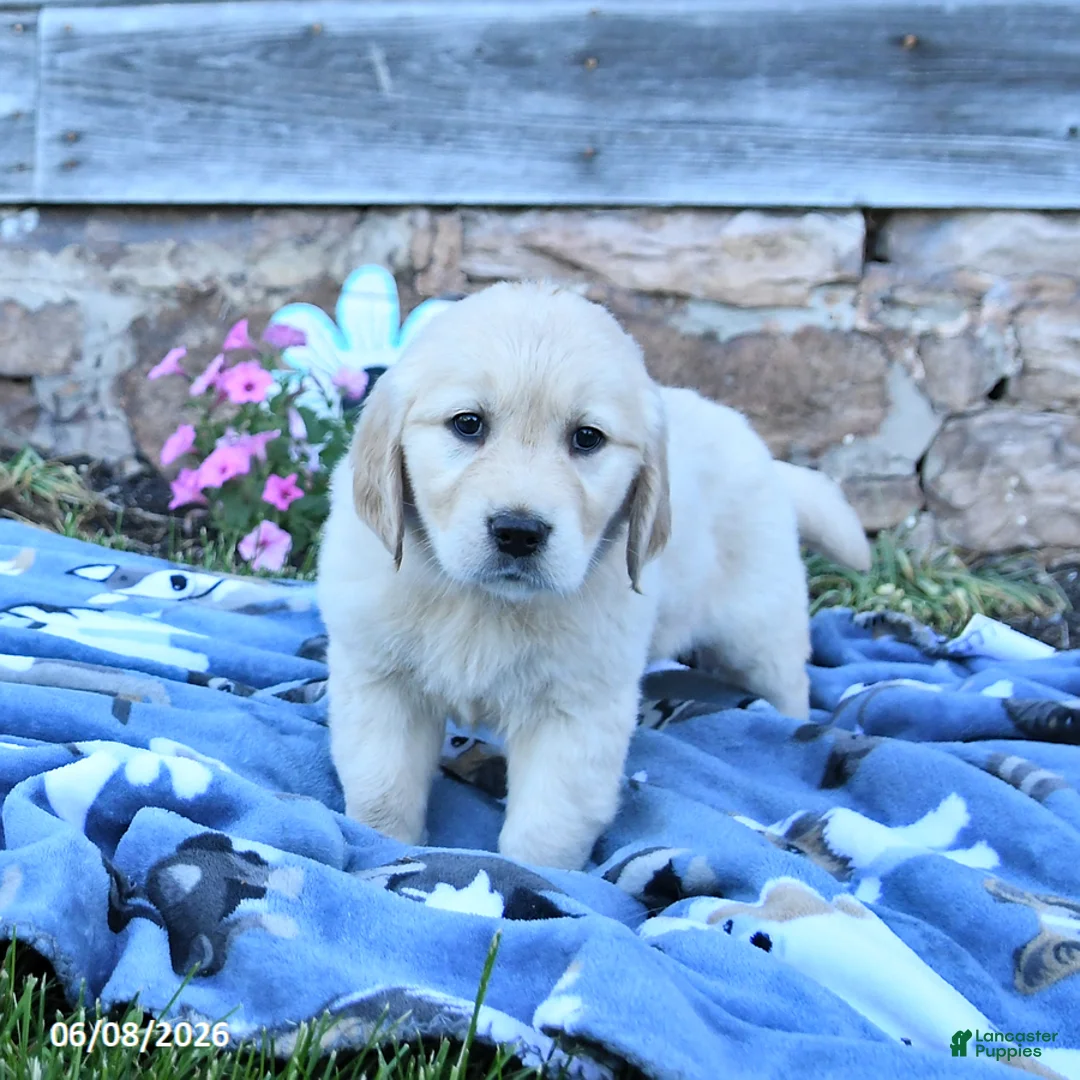 Golden Retriever dogs for sale: Blondie - Ad 3