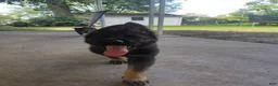German Shepherd dogs for sale: Duke - Ad 8