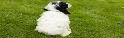Cockapoo dogs for sale: Jesse - Ad 5