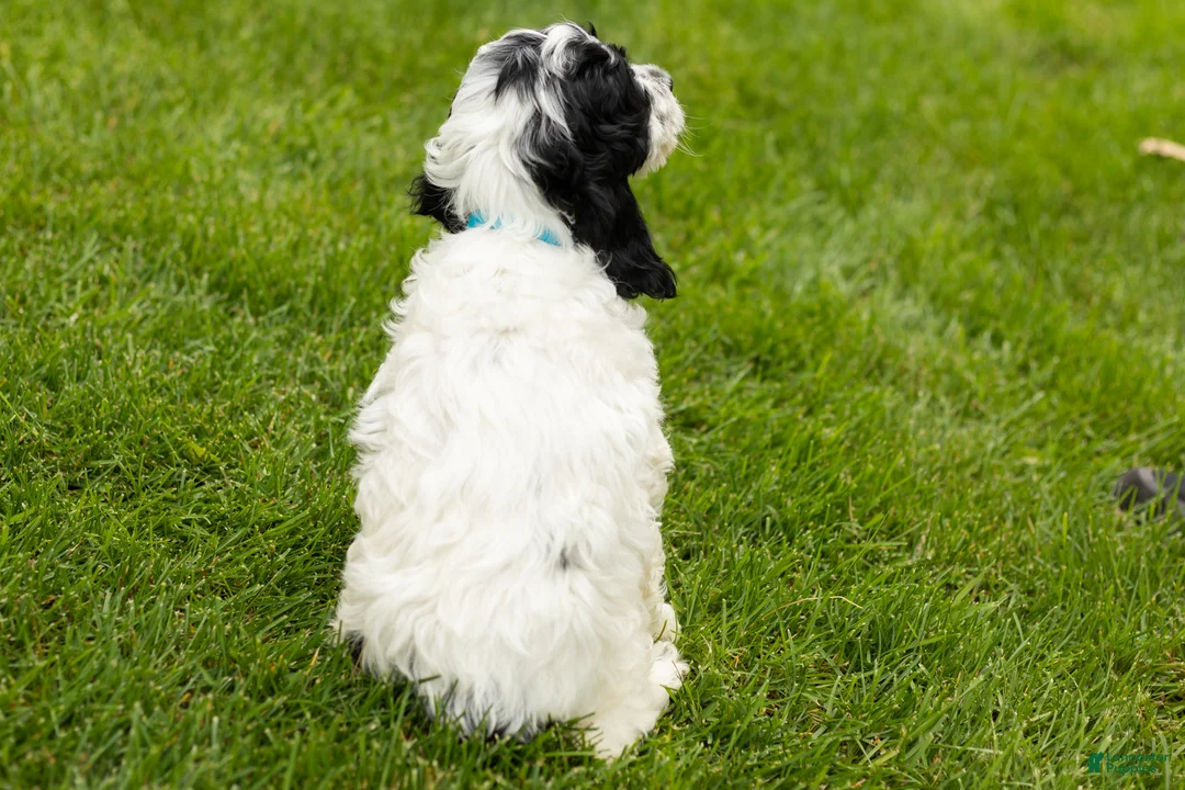 Cockapoo dogs for sale: Jesse - Ad 5