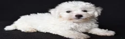 Bichon Frise dogs for sale: Butch - Ad 6