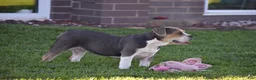 Beabull dogs for sale: Everret - Ad 5