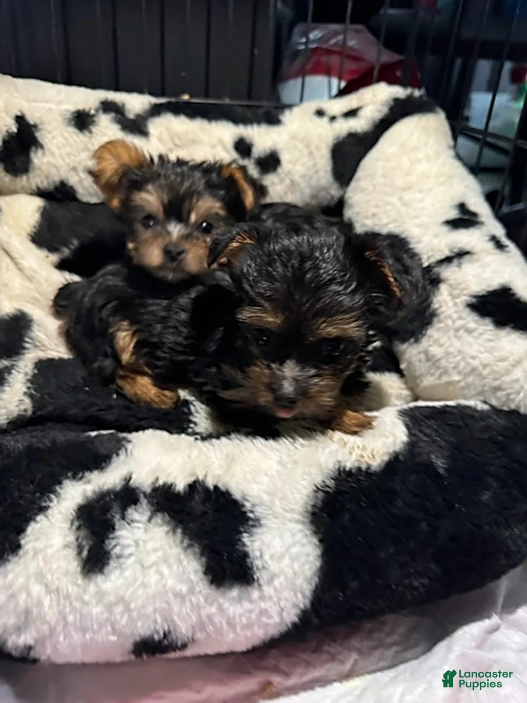 Yorkshire Terrier dogs for sale: Tiny - Ad 6