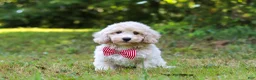 Bichpoo dogs for sale: Milo - Ad 7