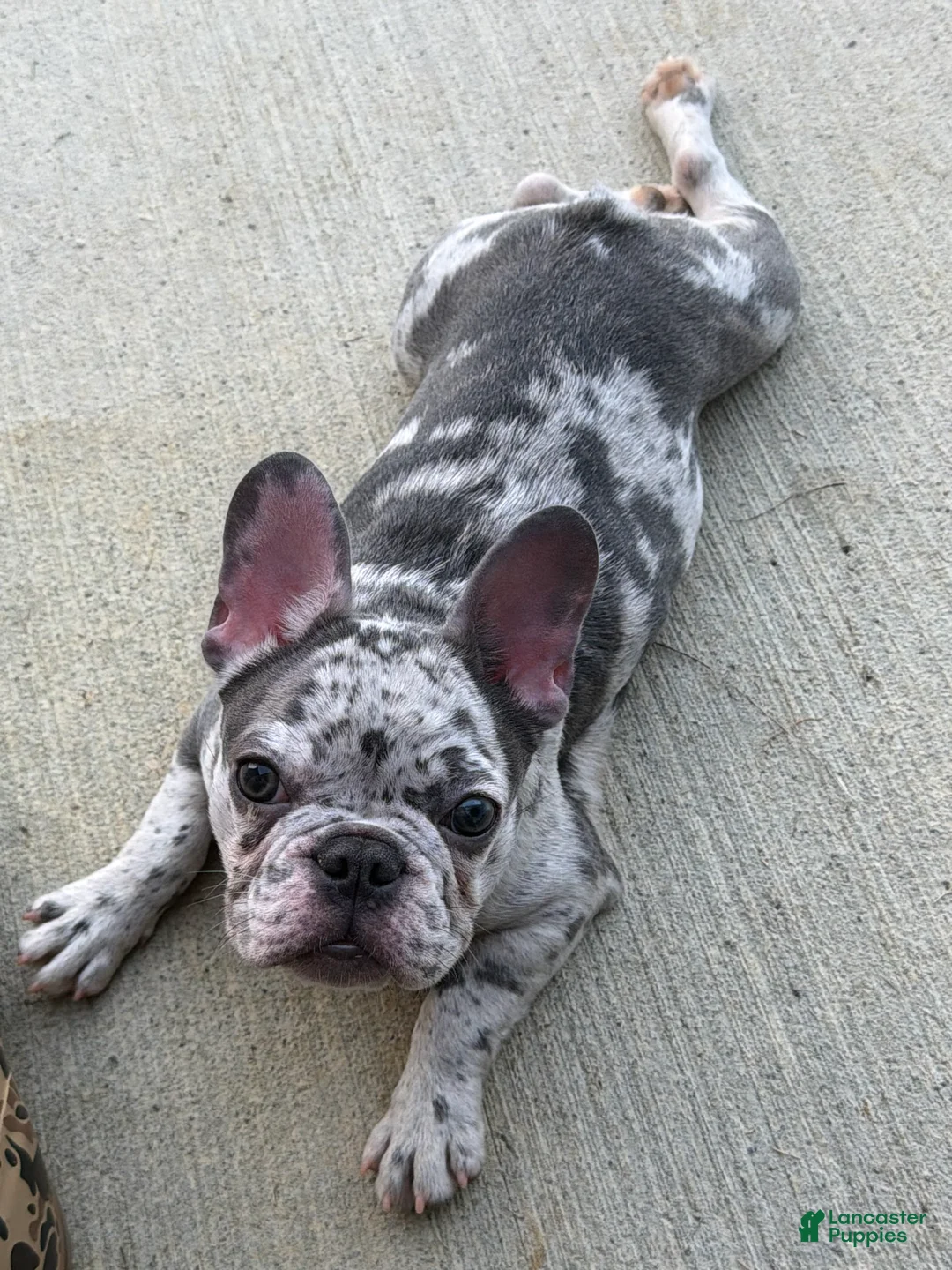 French Bulldog dogs for sale: French Bulldog Puppy 1 - Ad 6