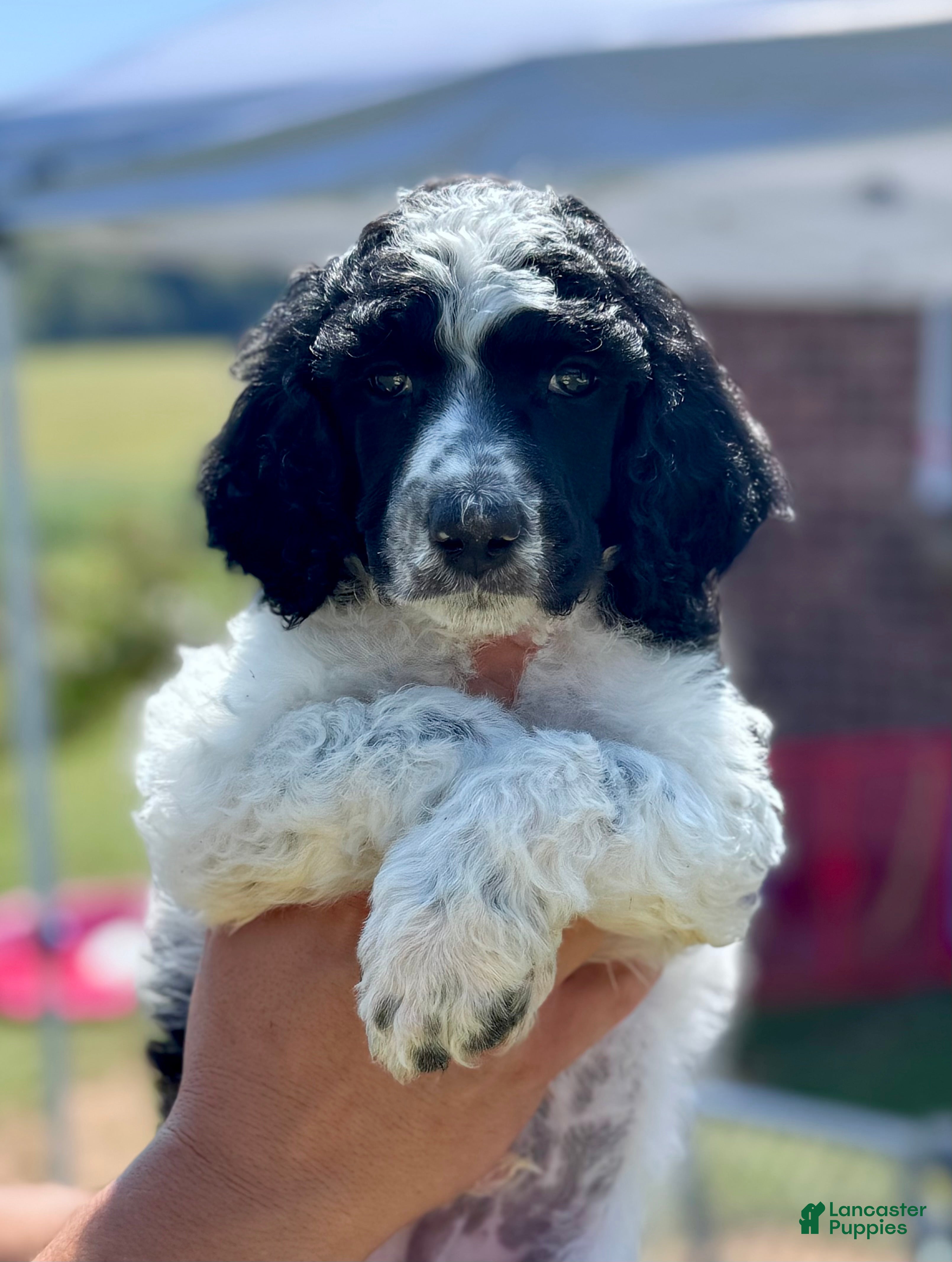 Standard Poodle dogs Brown collar - Ad 1