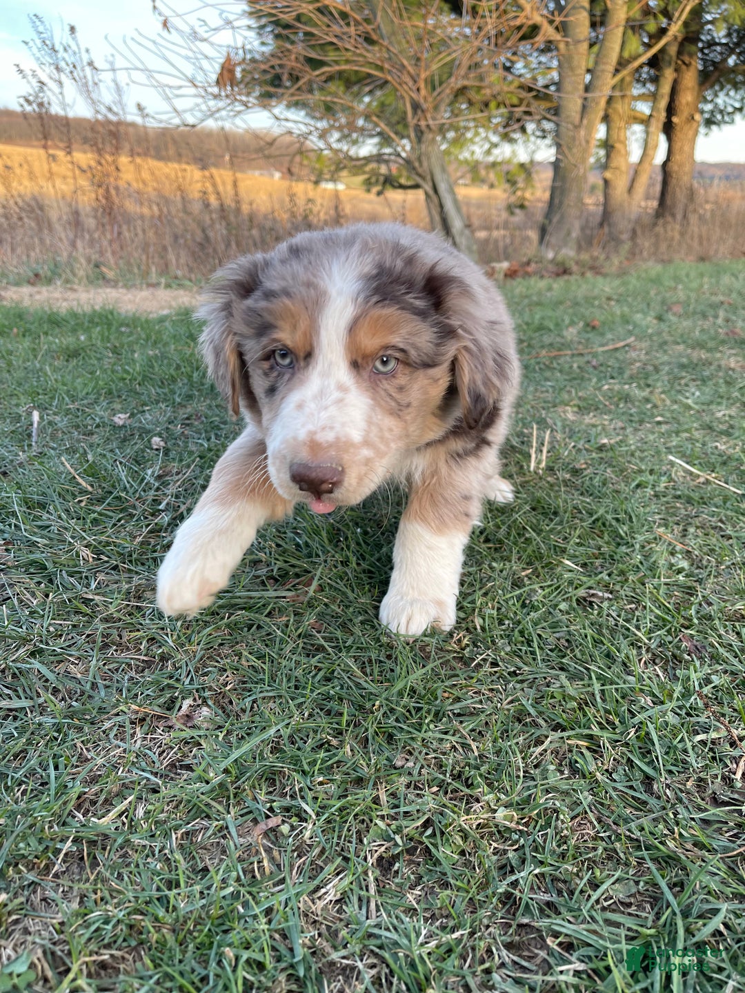 Australian Shepherd dogs for sale: Percy - Ad 17