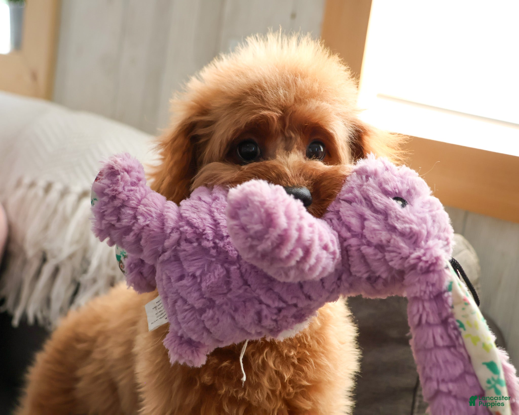 Cavapoo dogs Beauty  - Ad 42