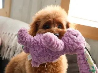 Cavapoo dogs Beauty - Ad 42