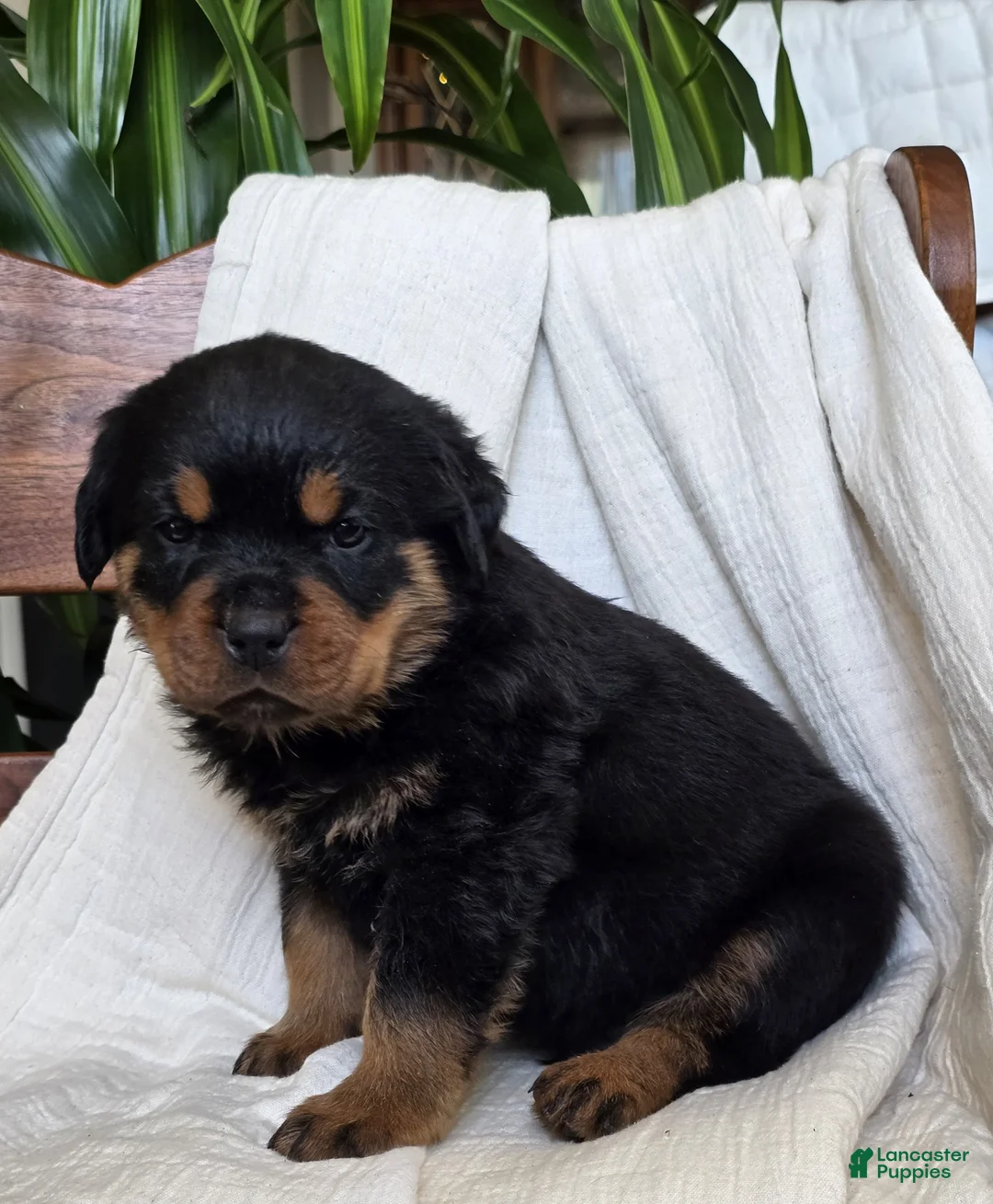 Rottweiler dogs for sale: Dakota - Ad 5