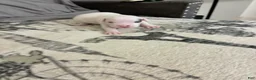 American Bully dogs for sale: American Bully 6 - Ad 2