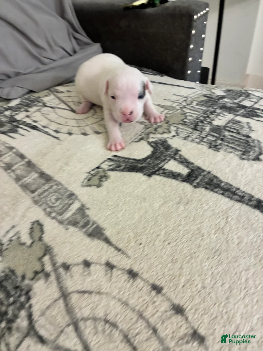 American Bully dogs for sale: American Bully 6 - Ad 2