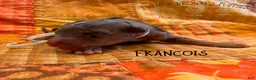 Mixed Breed dogs for sale: Francois - Ad 1