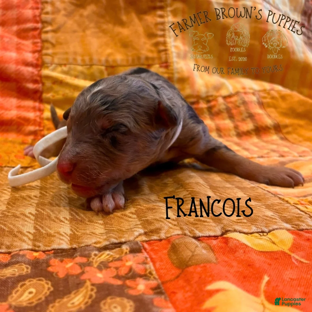 Mixed Breed dogs for sale: Francois - Ad 1