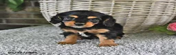 Cavachon dogs for sale: Benji - Ad 7