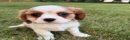 Cavalier King Charles Spaniel dogs for sale: Joshua Cavalier King Charles Spaniel  - Ad 10