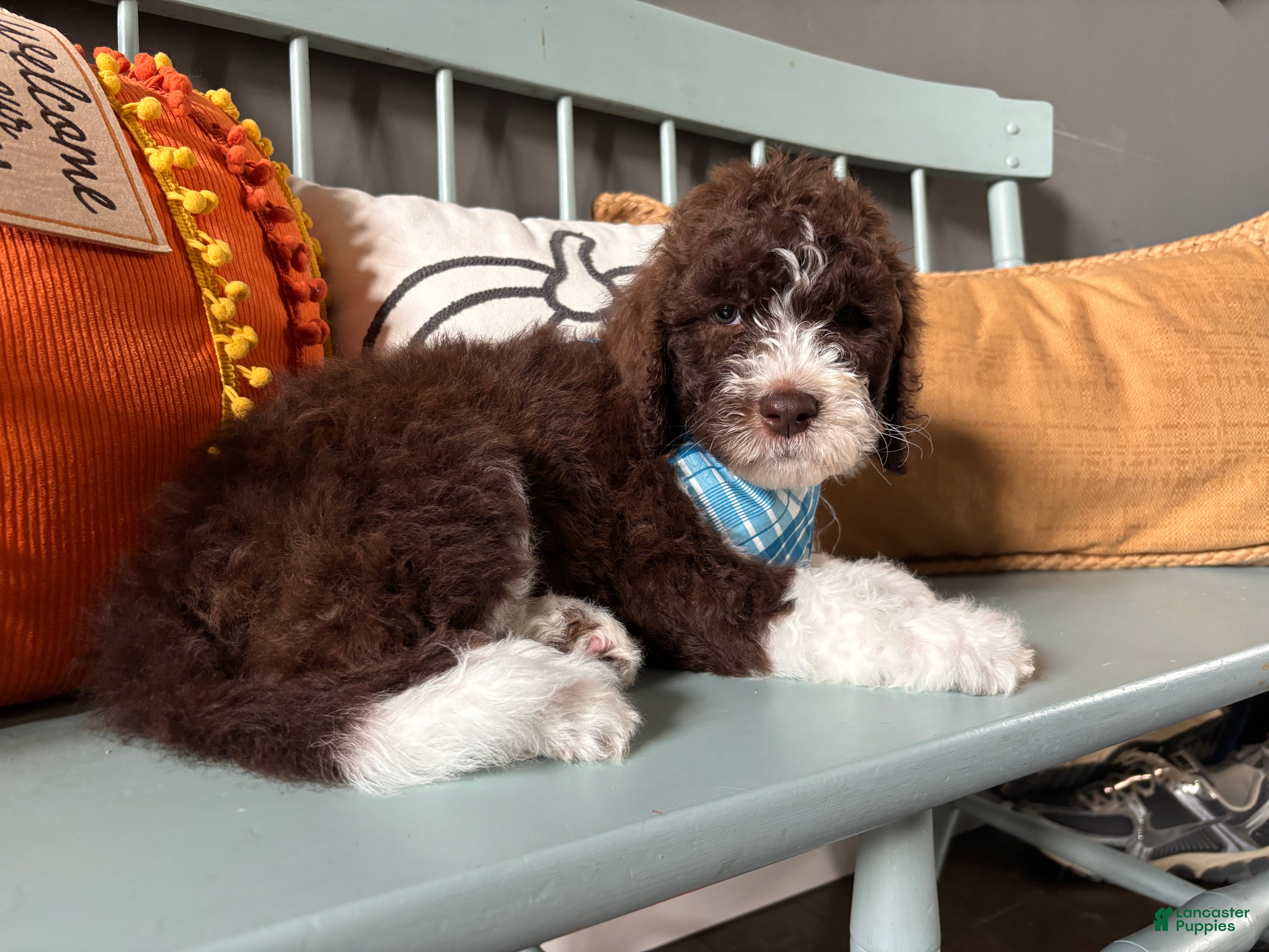 Bernedoodle dogs Chip - Ad 22