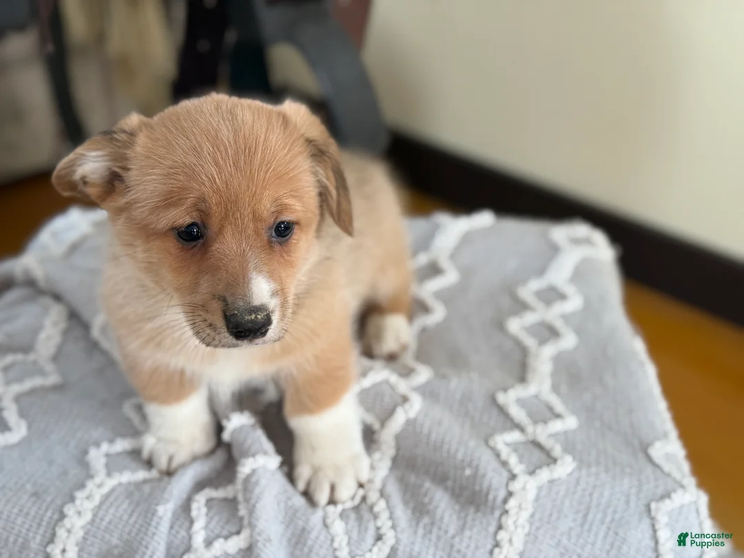 Welsh Corgi Pembroke dogs for sale: Finch - Ad 4