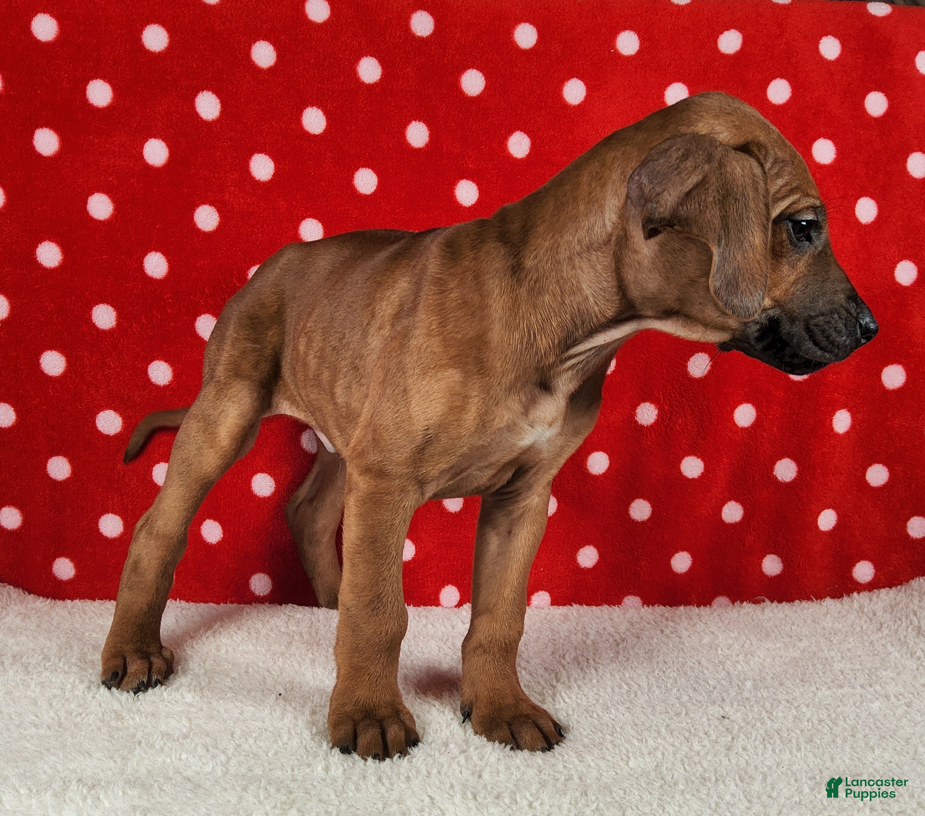 Rhodesian Ridgeback dogs Rocco - Ad 2