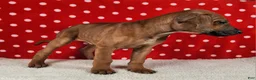 Rhodesian Ridgeback dogs for sale: Rocco - Ad 2