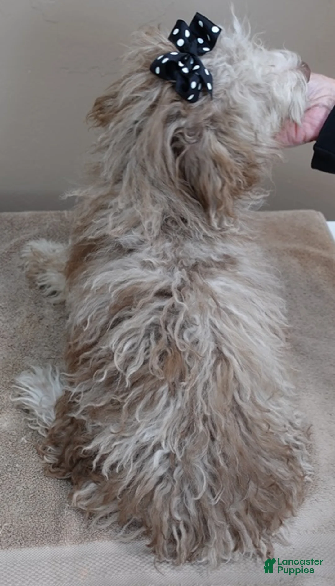 Toy Poodle dogs for sale: Chocolate merle rarest color in the world neutered - Ad 3