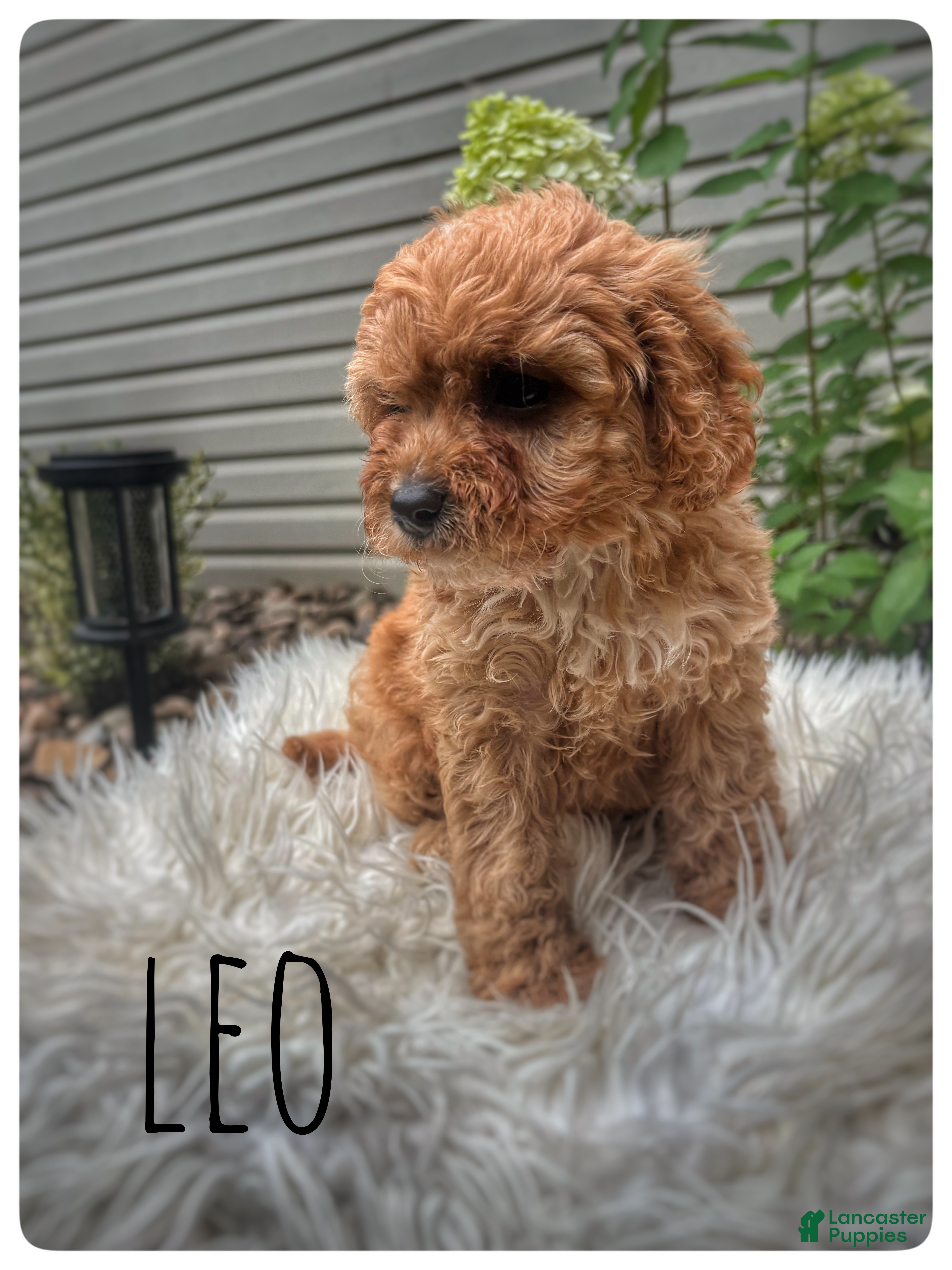 Cavapoo dogs Leo - Ad 2